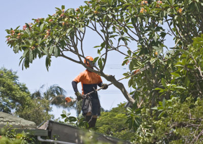 Taille d'arbre fruitier à Mascouche - Émondeur Rive-Nord