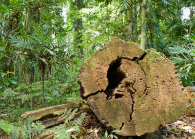 Abattage d'arbre à Laval - Émondeur Rive-Nord