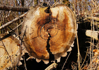 Service d'abattage et emondage d'arbre a Laval / Emondeur Rive-Nord