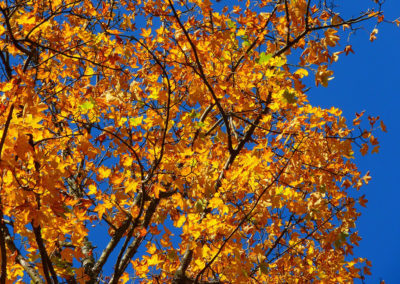 Service d'abattage et emondage d'arbre a Laval / Emondeur Rive-Nord