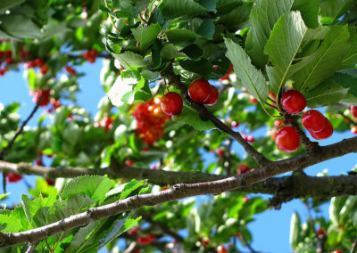 Service de taille d'arbre fruitier, plantation et fertilisation a Montreal / Emondeur Rive-Nord