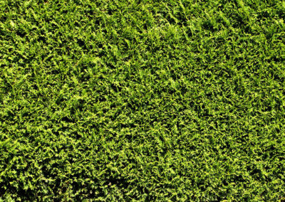 Service de taille de haie de cedre et fertilisation de gazon a Mascouche dans Lanaudiere / Emondeur Rive-Nord