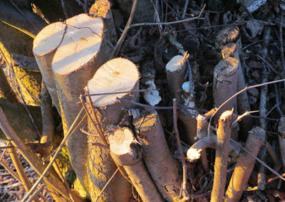 Service d'abattage et déboisement d'arbre a Longueuil sur la Rive-Sud / Emondeur Rive-Nord