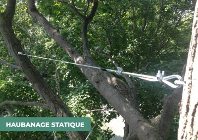 Service de haubanage d'arbre a Montreal / Emondeur Rive-Nord