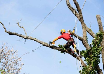 Service d'abattage et élagage d'arbre a Brossard sur la Rive-Sud : Emondeur Rive-Nord