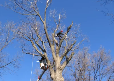Service d'abattage et élagage d'arbre a Saint-Hubert sur la Rive-Sud : Emondeur Rive-Nord