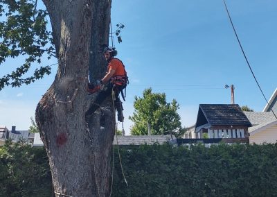 Service d'abattage et élagage d'arbre a Brossard sur la Rive-Sud : Emondeur Rive-Nord