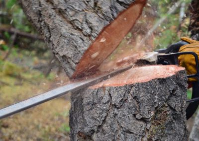 Service de dechiquetage de branche, d'essouchage et abattage d'arbre a Laval / Emondeur Rive-Nord