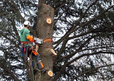 Service d'abattage, coupe, émondage et élagage arbre a Repentigny dans Lanaudiere / Emondeur Rive-Nord