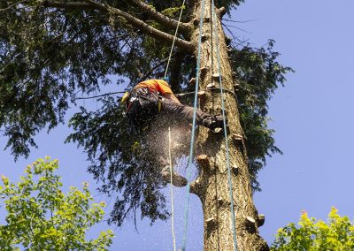 Service d'abattage, coupe, émondage et élagage arbre a Laval / Emondeur Rive-Nord