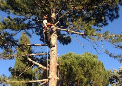 Service d'abattage, coupe, émondage et élagage arbre a Laval / Emondeur Rive-Nord