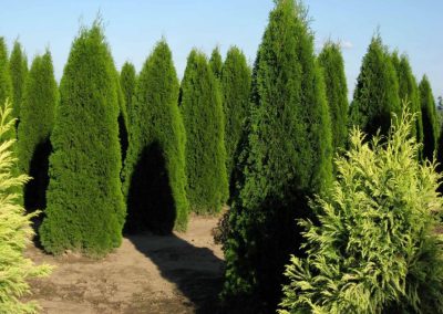 Service de taille de haie de cedre et fertilisation de gazon a Mascouche dans Lanaudiere / Emondeur Rive-Nord