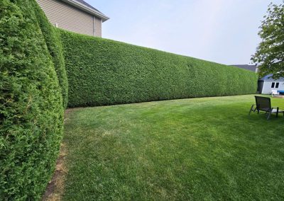 Service de taille de haie de cedre, plantation et fertilisation de gazon a Montreal / Emondeur Rive-Nord